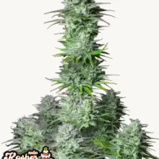 KOSHER CAKE Auto